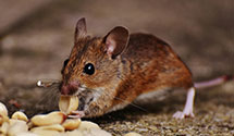 24 Hour & Emergency Exterminators in Regency, VA